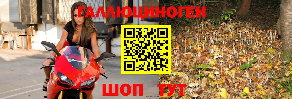 Псилоцибиновые грибы GOLDEN TEACHER  Вход с VPN  Нефтекумск 